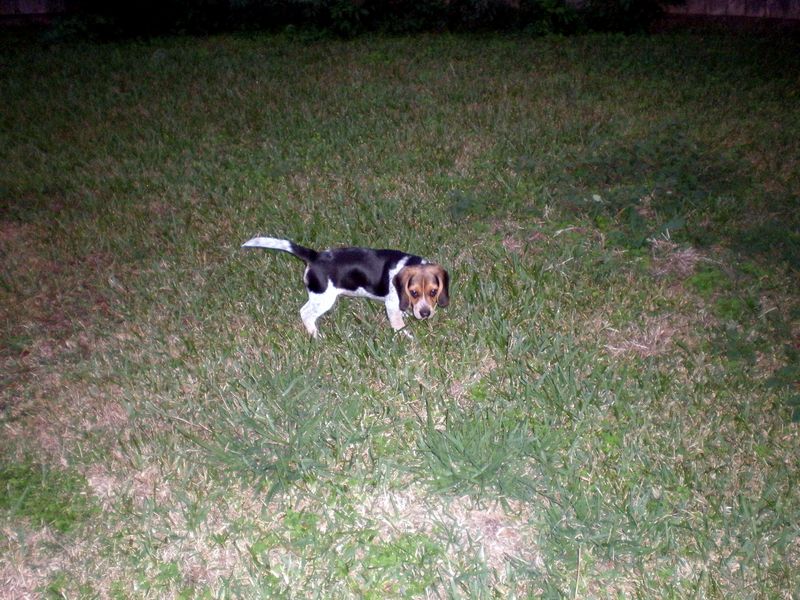 Zoey-016.JPG