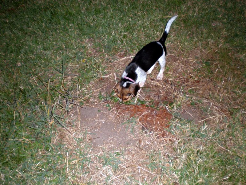 Zoey-018.JPG