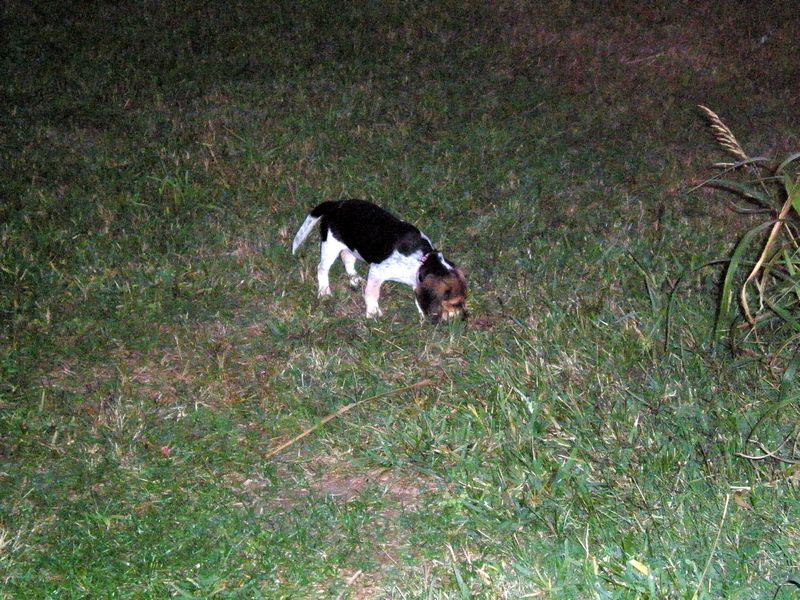 Zoey-020.JPG
