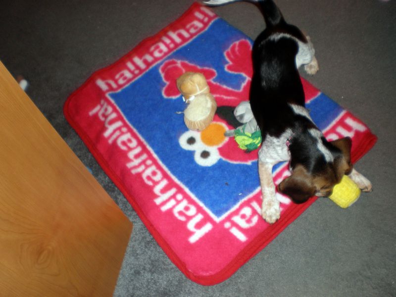 Zoey-023.JPG