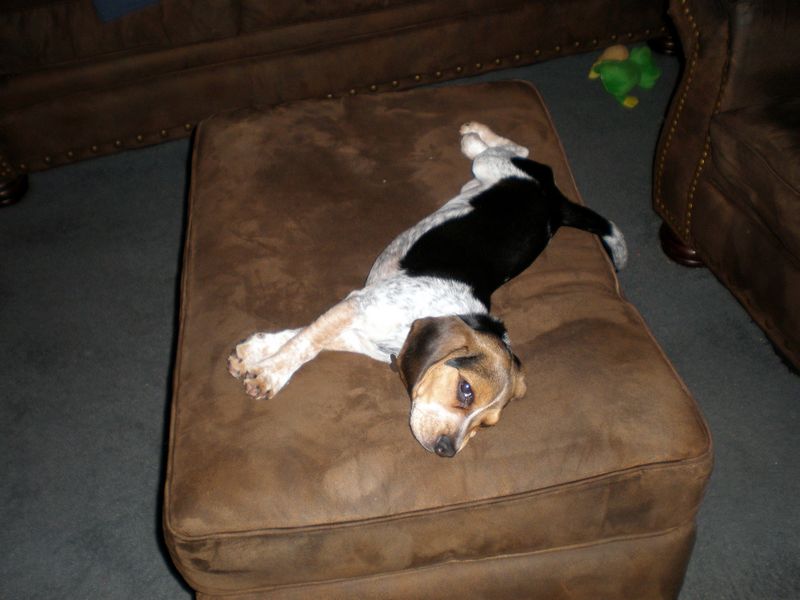 Zoey-031.JPG