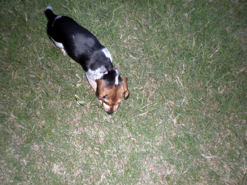 Zoey-052.JPG