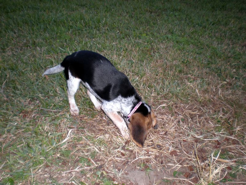 Zoey-060.JPG