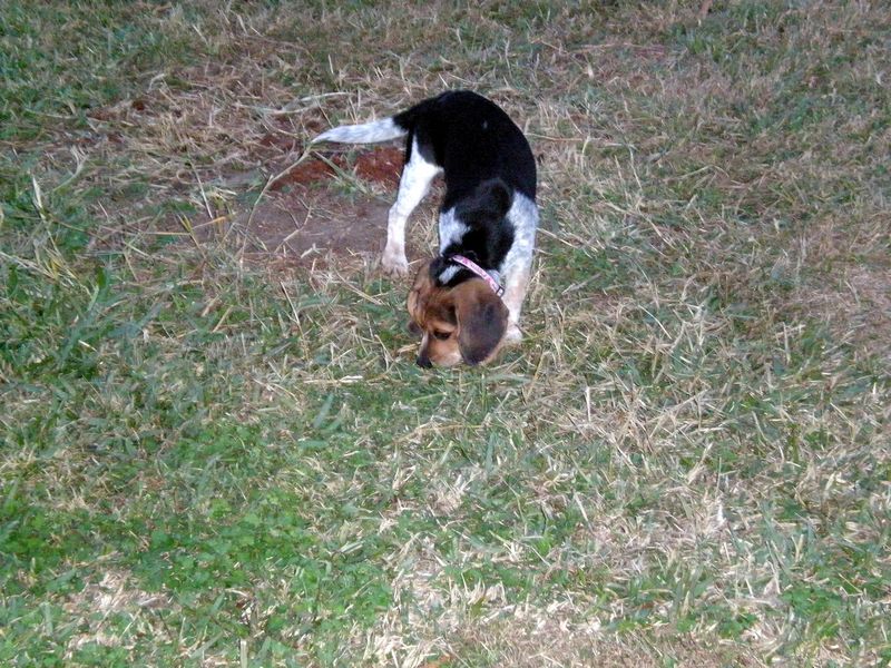 Zoey-062.JPG