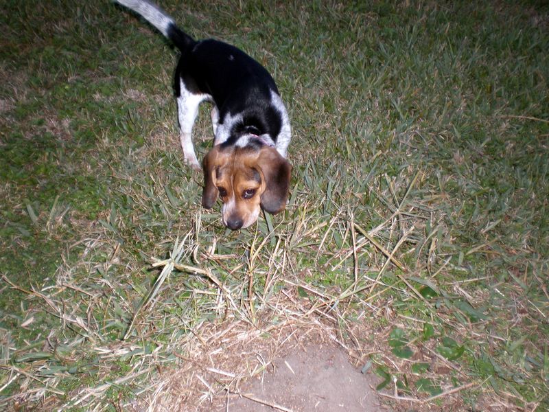 Zoey-063.JPG