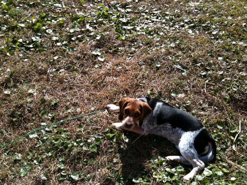 Zoey-069.JPG