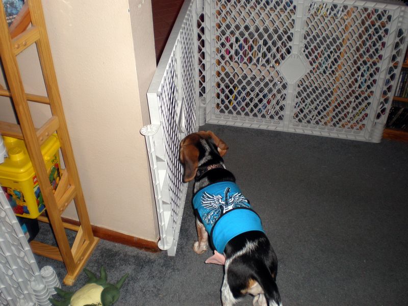 Zoey-106.JPG