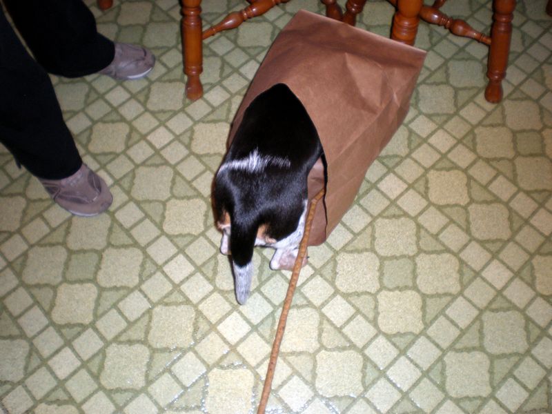 Zoey-136.JPG