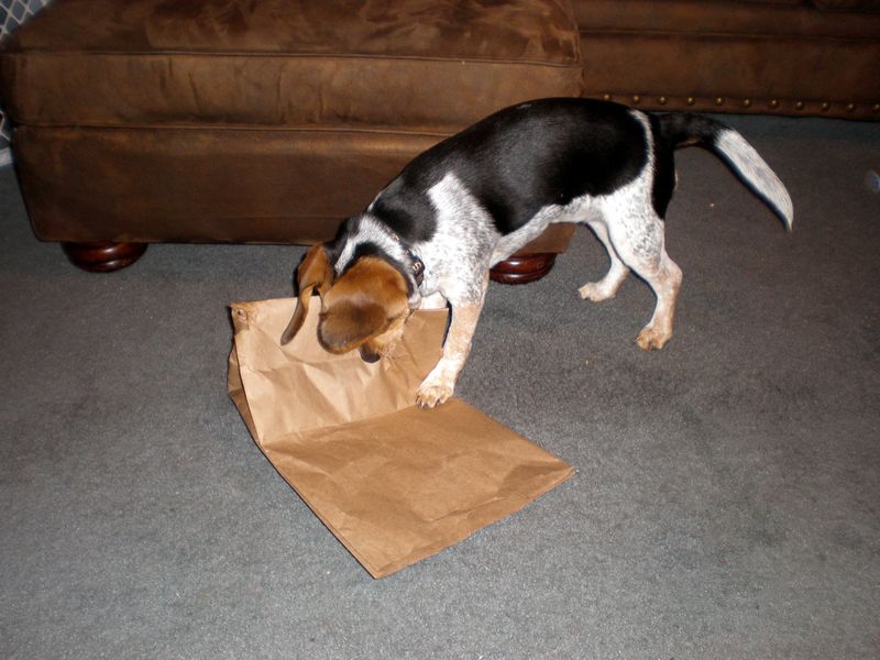 Zoey-151.JPG