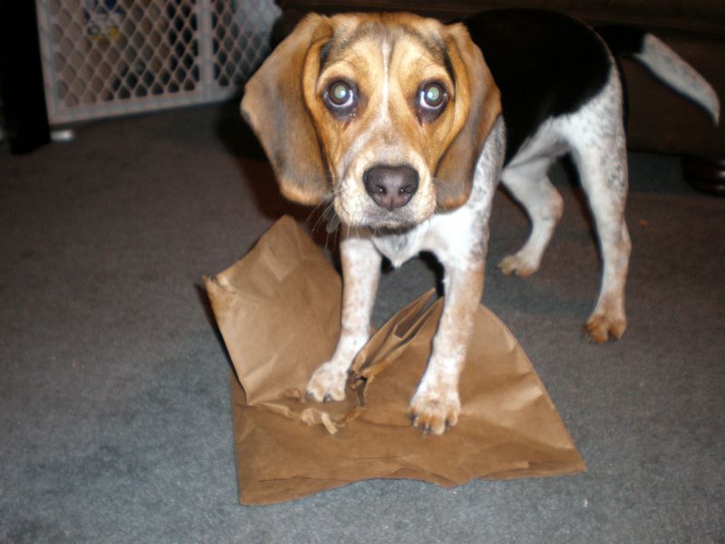 Zoey-153.JPG
