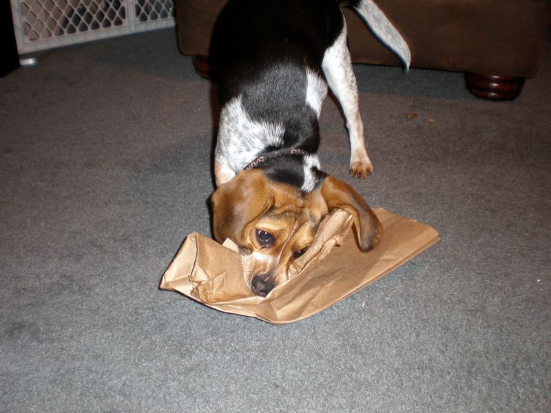 Zoey-154.JPG