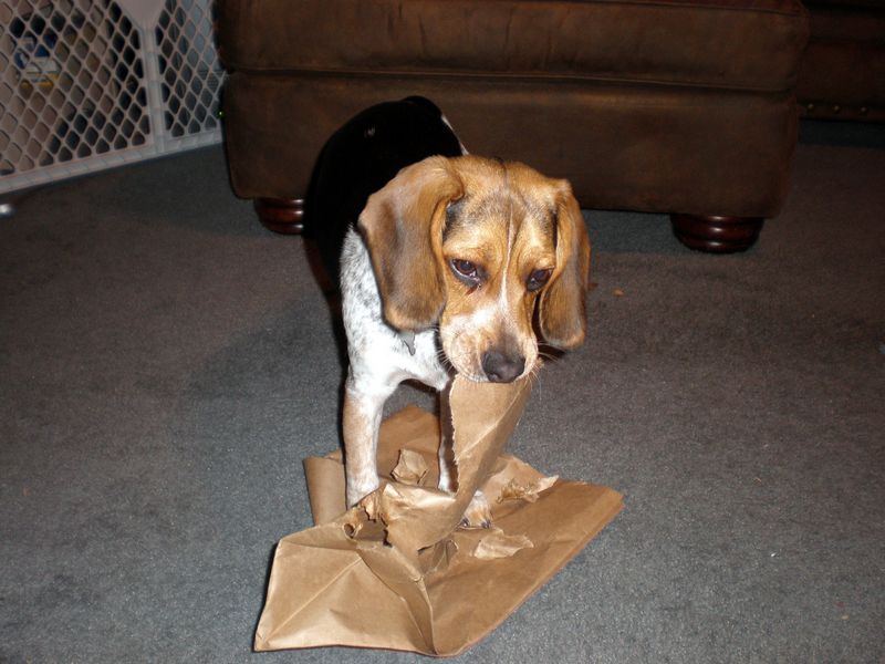 Zoey-156.JPG