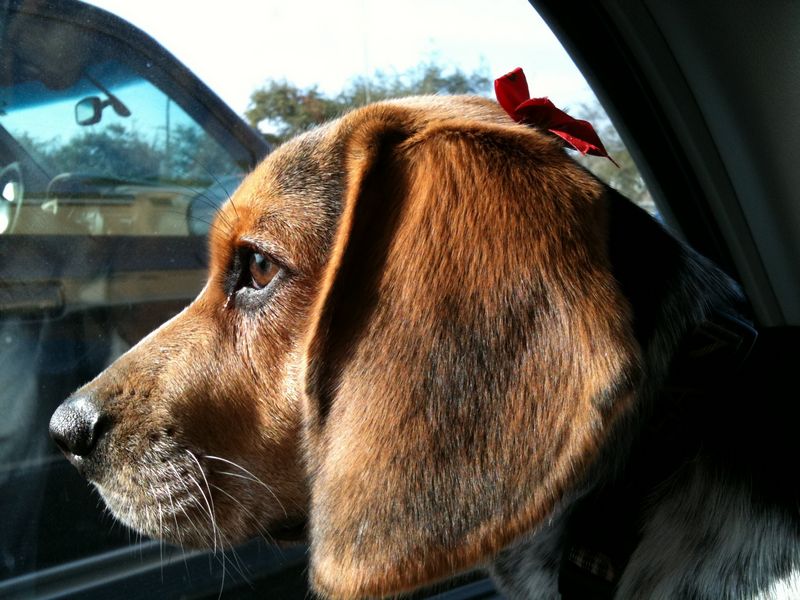 Zoey-159.JPG