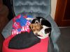 Zoey-083.JPG