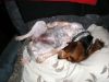 Zoey-099.JPG