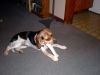 Zoey-144.JPG