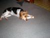 Zoey-147.JPG